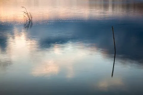 Trunks in water with sky reflections Stock Photos