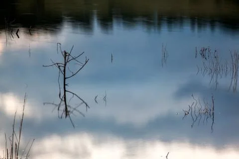 Trunks in water with sky reflections Stock Photos