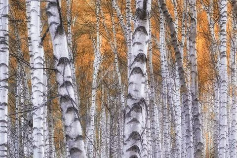 Trunks of white birches in a grove with a yellow autumn foliage Foto stock