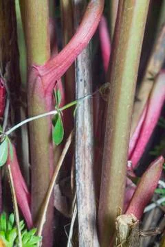 The trunks of wild plants in a macro look like wood Stock Photos