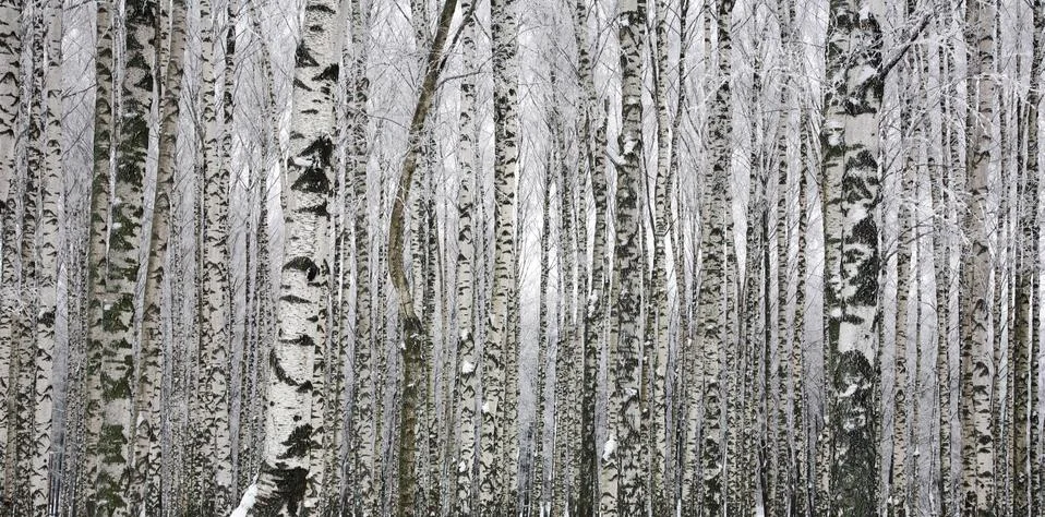 Trunks of winter birch trees as background Foto stock