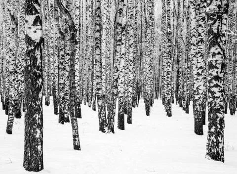 Trunks of winter birches with branches covered with hoarfrost black and white Stock Photos