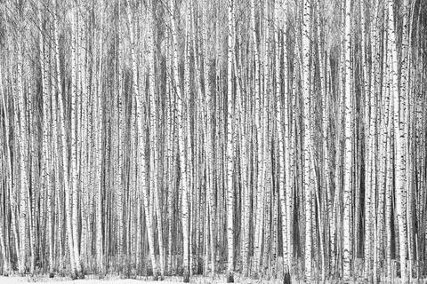 Trunks of winter young thin birches black and white Stock Photos