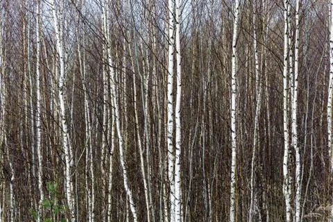 The trunks of young birches. Stock Photos