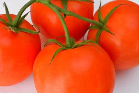 Truss of tomatoes Stock Photos