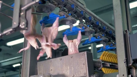 Trussed chicken bodies pass the processing equipment. Stock Footage 81120035
