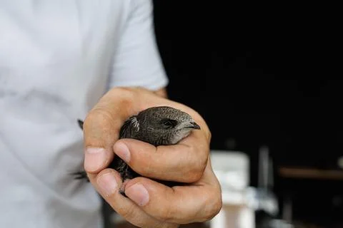 Trust Between Man and Bird Stock Photos