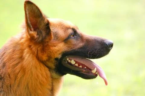 Trustful look Stock Photos