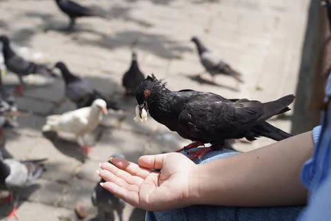 Trusting Black Pigeon Eats Bread from a Persons Hand Stock Photos