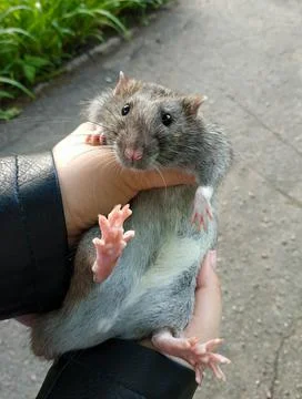 Trusting pet a large gray rat Stock Photos
