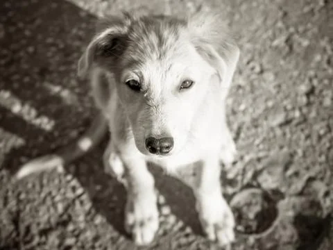 Trusting puppy looking up Photos