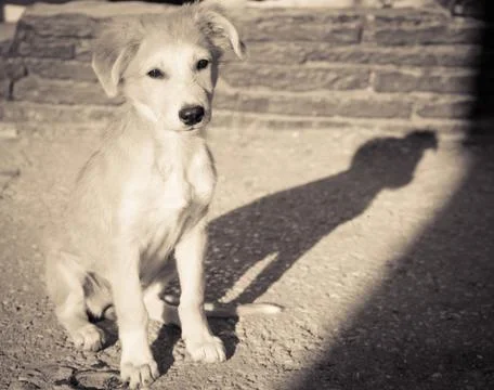 Trusting puppy looking up 写真素材