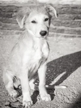 Trusting puppy on the road Stock Photos
