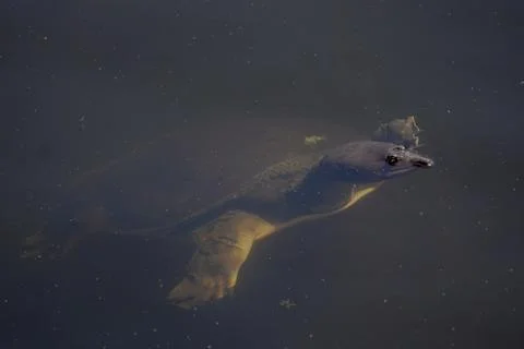 Trutles peace 스톡 사진