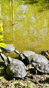 Trutles peace 스톡 사진