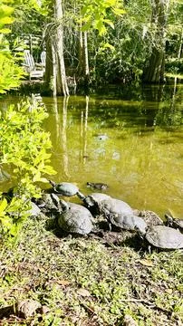 Trutles peace 스톡 사진