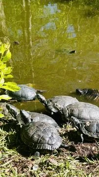 Trutles peace 스톡 사진