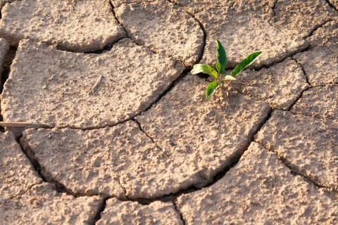 Try to growing Stock Photos