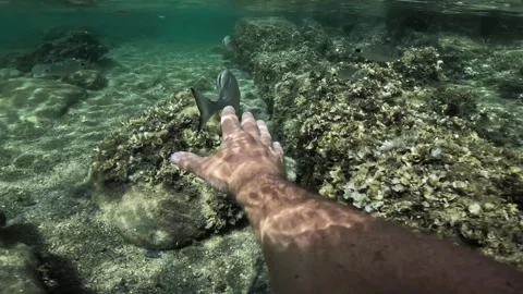 Trying to catch saddled seabream over rocky seafloor in shallow water 動画素材 278945547