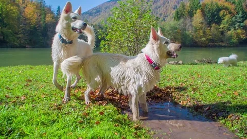 Trying to catch something that a man throw at him Stock Footage 83775596