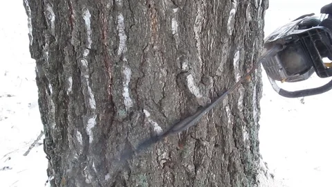 Trying to cut a thick tree by a blunt chainsaw in winter - 25s Stock Footage 85063507