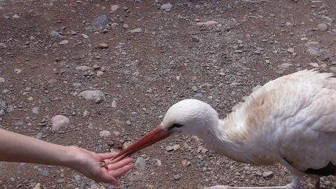 Trying to feed disabled stork bird Vídeos de archivo 102665464