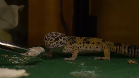 Trying to Feed Gecko Stock Footage 155132670