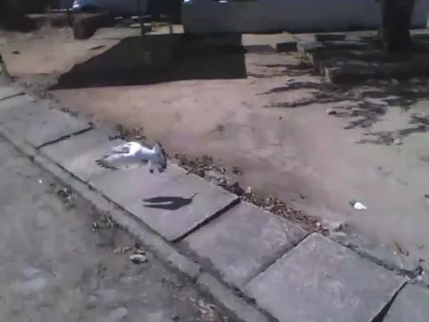 Trying to get close to a white pigeon, but it leaves me behind Stock Footage 166431843
