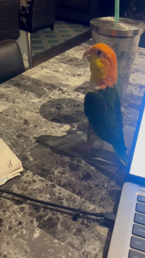 Trying to Get Work Done With a Parrot, Allen, Texas, USA - 20 Nov 2025 Stock Footage 321562312