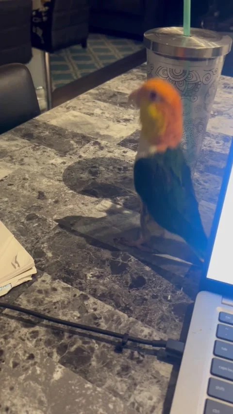 Trying to Get Work Done With a Parrot, Allen, Texas, USA - 21 Nov 2025 Stock-Footage 321562313
