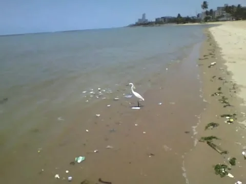 Trying to go after a heron at the edge of the beach, but it's faster Stock Footage 162147535