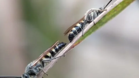 Trying to mate. Stock Footage 220241615