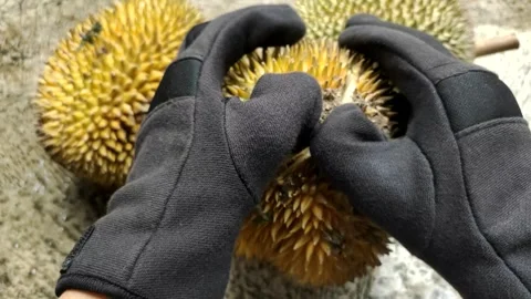 Trying to Open A Delicios Durian Fruit Stock Footage 302534518