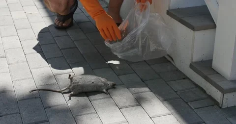 Trying to picking up a dead rat 스톡 동영상 203609069