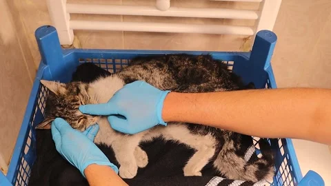 Trying to save a weak cat in a very cold winter. pets veterinarian Stock Footage 297599437