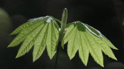 Tryon Creek State Park 2014 Portland Oregon Stock Footage 37437539