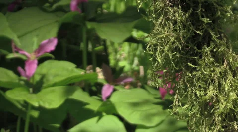 Tryon Creek State Park 2014 Portland Oregon Stock Footage 37437583