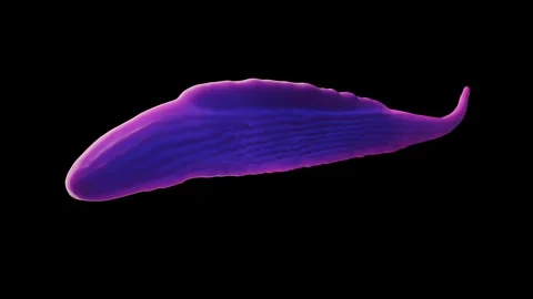 Trypanosoma brucei parasite Stock Footage 284047389
