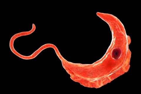 Trypanosoma brucei parasite 스톡 일러스트