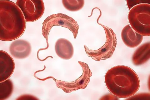 Trypanosoma brucei parasite 스톡 일러스트