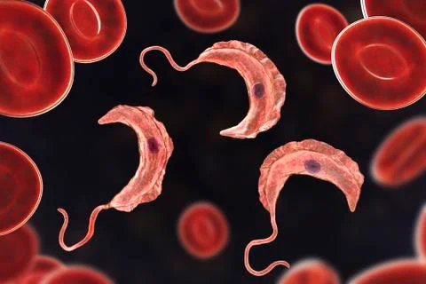 Trypanosoma brucei parasite Illustration