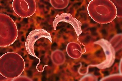 Trypanosoma brucei parasite Illustration