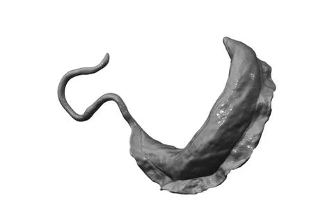 Trypanosoma brucei parasite Illustrazione stock