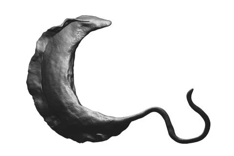 Trypanosoma brucei parasite Illustration