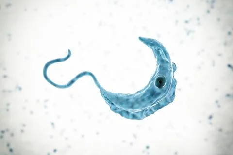 Trypanosoma brucei parasite Illustration