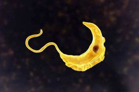 Trypanosoma brucei parasite Illustration