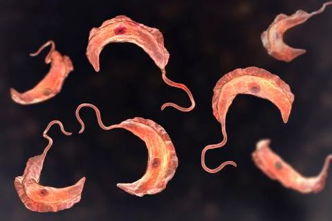 Trypanosoma brucei parasites Illustration