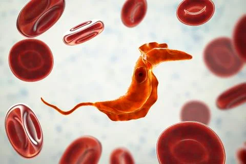 Trypanosoma cruzi parasite Illustrazione stock