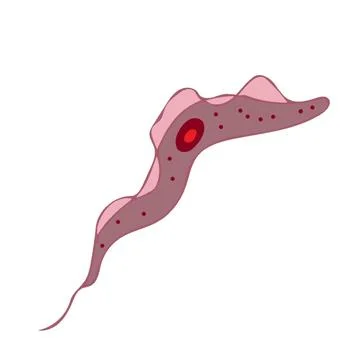 Trypanosoma isolated on white background science illustration - 1 Stock Illustration