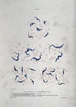 Trypanosomes at 1000X magnification. Coloured process print after R. D. Muir. Stock Illustration